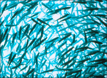 20110307-NOAA fish school baitball_100.jpg